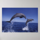 Recherche de grand dauphin posters Animal