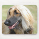 Recherche de afghan tapis souris Chien