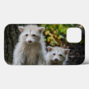 Search for racoon cases Forest