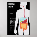 Recherche de digestif posters Anatomie