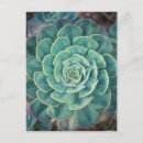 Search for echeveria postcards Botanical