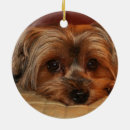 Search for yorkshire ornaments Puppy