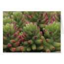 Recherche de sedum cartes postales Plante