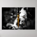 Search for beautiful dragonfly art Beauty