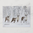 Search for migrator cards Reindeer