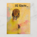 Search for ducklings postcards Muscovy