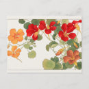 Recherche de nasturtiums cartes postales Fleur