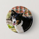 Recherche de border collie badges Halètement