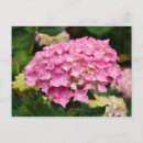 Search for flower petals postcards Plant