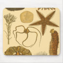 Search for kelp mousepads Starfish