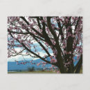 Recherche de cerise cartes postales Floral