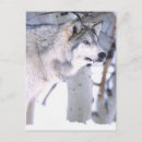 Search for wolf face postcards Snow
