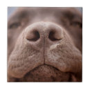 Search for labrador tiles Closeup