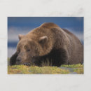 Recherche de prédateur cartes postales Usa