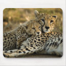 Search for cheetahs mousepads Cubs