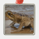 Search for toad ornaments Reptile