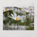 Search for happy birthday daisy flower postcards Flowers