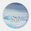 Search for penguin magnets Ice