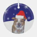 Search for ginger ornaments Pet