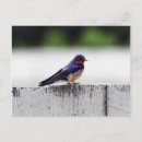 Recherche de swallower cartes postales Bird