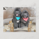 Recherche de newfie cartes postales Newfy
