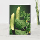 Recherche de concombre vœux cartes Jardin