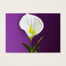 Search for calla lilly Garden