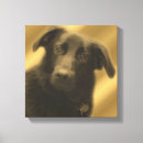 Search for lab” photography Retriever