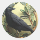Search for the crow stickers Nature