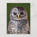 Recherche de owl postcards Mignonette