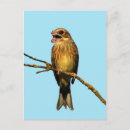 Recherche de humour bateau cartes invitations Oiseau