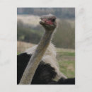 Recherche de autruche photographie Faune