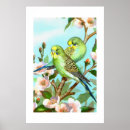 Search for budgie posters Pets
