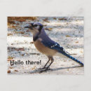 Recherche de geai cartes postales Oiseau
