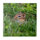 Search for peek tiles Cute