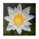 Search for water lily tiles Flowers