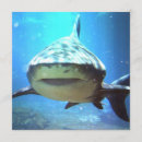 Search for shark picture invitations Sharks