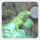 Search for green iguana stickers Lizard