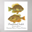 Search for sunfish posters Bass
