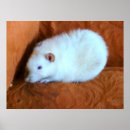 Recherche de rats posters Animal