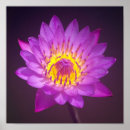 Recherche de lotus pourpre posters Floral