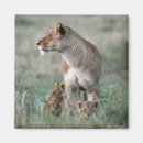 Search for panthera magnets Animals in the wild