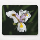 Search for multi region electronics Flora