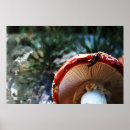 Search for muscaria posters Nature