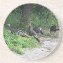 Recherche de dinde sauvage Faune