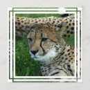 Recherche de le guépard invitations Zoo