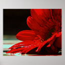 Recherche de gerbera rouge posters Floral