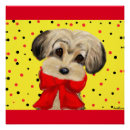 Recherche de poo posters Terriers du yorkshire