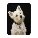 Recherche de westie magnets Chien