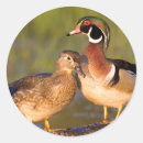 Recherche de drague autocollants Oiseau